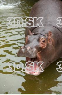 Hippo baby 0059